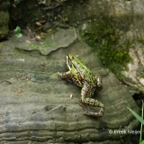 Grote-Groene-Kikker-09_Marsh-Frog_Pelophylax-ridibundus_BZ4T0687