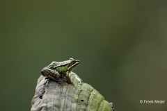 Grote-Groene-Kikker-10_Marsh-Frog_Pelophylax-ridibundus_BZ4T0780