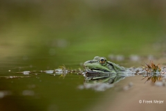 Grote-Groene-Kikker-12_Marsh-Frog_Pelophylax-ridibundus_BZ4T4259