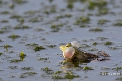 Grote-Groene-Kikker-13_Marsh-Frog_Pelophylax-ridibundus_11I2272