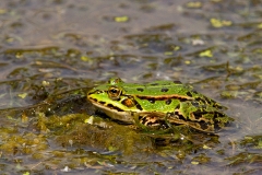 Grote-Groene-Kikker-01_Marsh-Frog_Pelophylax-ridibundus_MG_1535