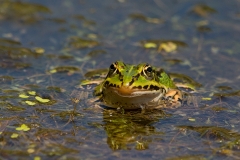 Grote-Groene-Kikker-02_Marsh-Frog_Pelophylax-ridibundus_BZ4T6148