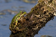 Grote-Groene-Kikker-03_Marsh-Frog_Pelophylax-ridibundus_BZ4T6160
