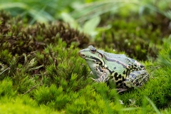 Grote-Groene-Kikker-14_Marsh-Frog_Pelophylax-ridibundus_11I0967