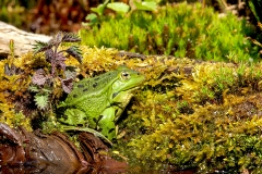 Grote-Groene-Kikker-16_Marsh-Frog_Pelophylax-ridibundus_Z4T3038