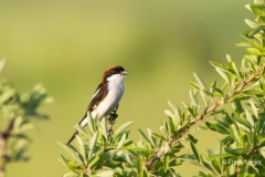 Roodkopklauwier-01_Woodchat-Shrike_Lanius-senator_MG_9754