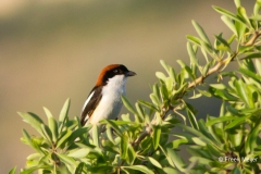 Roodkopklauwier-02_Woodchat-Shrike_Lanius-senator_MG_9797