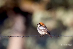 Roodkopklauwier-03_Woodchat-Shrike_Lanius-senator_P5A2849