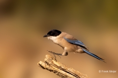 Blauwe-Ekster-01_berian-Magpie_Cyanopica-cooki_P5A1869