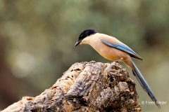 Blauwe-Ekster-05_berian-Magpie_Cyanopica-cook_P5A2447