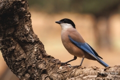 Blauwe-Ekster-06_berian-Magpie_Cyanopica-cook_P5A2605