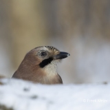 Gaai-26_Eurasian-Jay_8arrulus-glandarius_AD9A0802