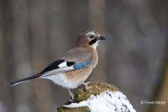 Gaai-27_Eurasian-Jay_Garrulus-glandarius_AD9A0463