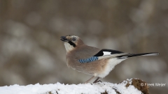 Gaai-28_Eurasian-Jay_Garrulus-glandarius_AD9A0797