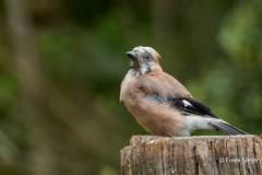 Gaai-28_Eurasian-Jay_Garrulus-glandarius_AD9A3737