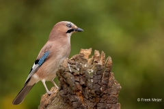 Gaai-29_Eurasian-Jay_Garrulus-glandarius_AD9A4257