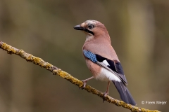 Gaai-30_Eurasian-Jay_Garrulus-glandarius_D9A4681