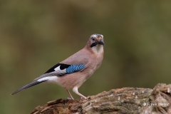 Gaai-31_Eurasian-Jay_Garrulus-glandarius_D9A4771