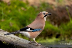 Gaai-33_Eurasian-Jay_Garrulus-glandarius_D9A4791