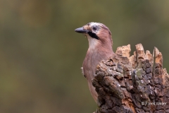 Gaai-34_Eurasian-Jay_Garrulus-glandarius_D9A4748