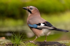 Gaai-35_Eurasian-Jay_Garrulus-glandarius_D9A4813