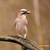 Gaai-36_Eurasian-Jay_Garrulus-glandarius_D9A4955