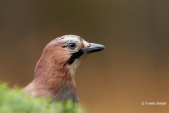 Gaai-37_Eurasian-Jay_Garrulus-glandarius_AD9A5423