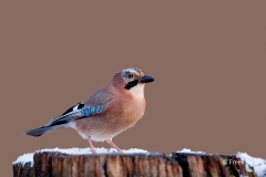 Gaai-38_Eurasian-Jay_Garrulus-glandarius_E8A2987