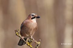 Gaai-39_Eurasian-Jay_Garrulus-glandarius_D9A6258