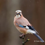 Gaai-40_Eurasian-Jay_Garrulus-glandarius_E8A4868