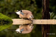 Gaai-41_Eurasian-Jay_Garrulus-glandarius_P5A5273