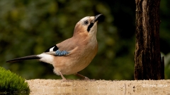 Gaai-42_Eurasian-Jay_Garrulus-glandarius_P5A5286