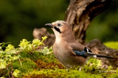 Gaai-43_Eurasian-Jay_Garrulus-glandarius_P5A5303