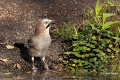 Gaai-44_Eurasian-Jay_Garrulus-glandarius_P5A5734