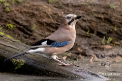 Gaai-45_Eurasian-Jay_Garrulus-glandarius_P5A5990