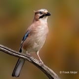 Gaai-46_Eurasian-Jay_Garrulus-glandarius_P5A6052