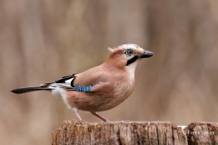 Gaai-47_Eurasian-Jay_Garrulus-glandarius_P5A7939