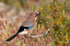 Gaai-49_Eurasian-Jay_Garrulus-glandarius_P5A2054