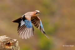 Gaai-50_Eurasian-Jay_Garrulus-glandarius_P5A2084