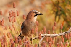 Gaai-51_Eurasian-Jay_Garrulus-glandarius_P5A2071