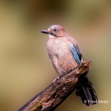 Gaai-52_Eurasian-Jay_Garrulus-glandarius_P5A4112