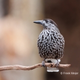 Notenkraker-01_Spotted-Nutcracker_Nucifraga-caryocatactes_E8A3381