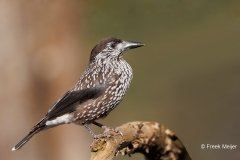 Notenkraker-04_Spotted-Nutcracker_Nucifraga-caryocatactes_E8A3442