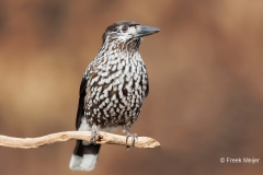 Notenkraker-07_Spotted-Nutcracker_Nucifraga-caryocatactes_E8A3474