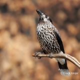 Notenkraker-11_Spotted-Nutcracker_Nucifraga-caryocatactes_D9A7417