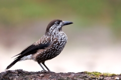 Notenkraker-12_Spotted-Nutcracker_Nucifraga-caryocatactes_E8A4388