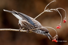 Notenkraker-13_Spotted-Nutcracker_Nucifraga-caryocatactes_E8A4451