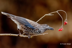 Notenkraker-14_Spotted-Nutcracker_Nucifraga-caryocatactes_E8A4480