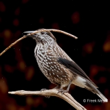 Notenkraker-15_Spotted-Nutcracker_Nucifraga-caryocatactes_D9A7520