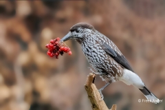 Notenkraker-16_Spotted-Nutcracker_Nucifraga-caryocatactes_D9A7843